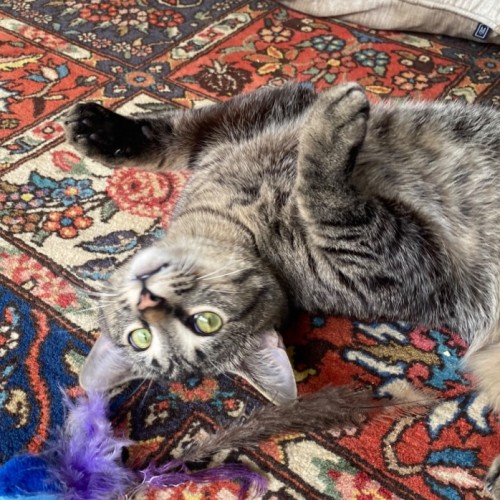 Lala - Domestic Short Hair (DSH) Cat