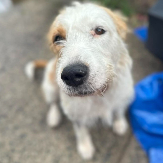 Photo of Penny
