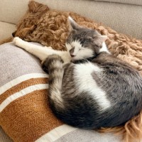Photo of Jax