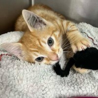 Photo of Crumpet   Located In Ashburton