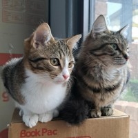 Photo of Muffin (Located In Werribee)