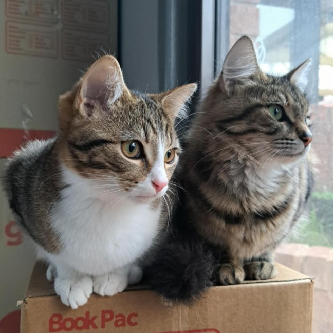 Photo of Muffin (Located In Werribee)