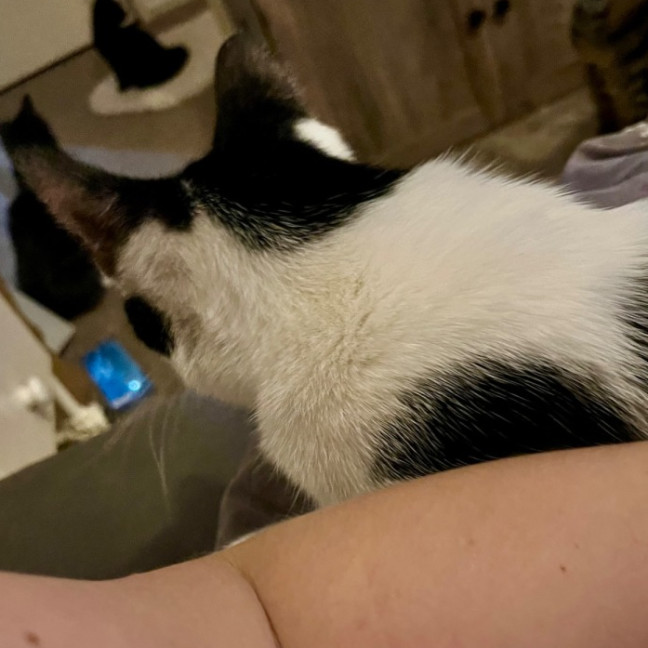 Photo of Blackjack *9 Lives Project Rescue*