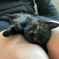 Photo of Cub ** 2nd Chance Cat Rescue **