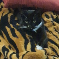 Photo of Christine  ** 2nd Chance Cat Rescue **