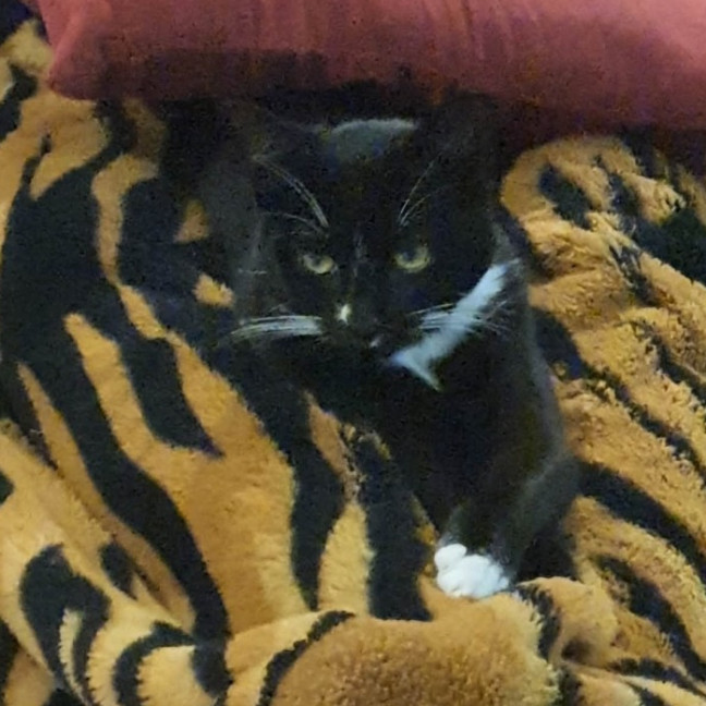 Photo of Christine  ** 2nd Chance Cat Rescue **