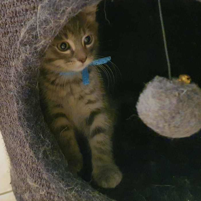 Photo of Dyer ** 2nd Chance Cat Rescue**