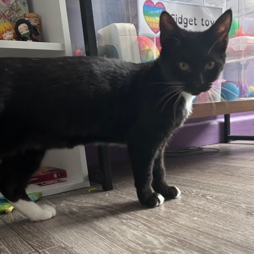 Mikasa - Domestic Short Hair (DSH) Cat