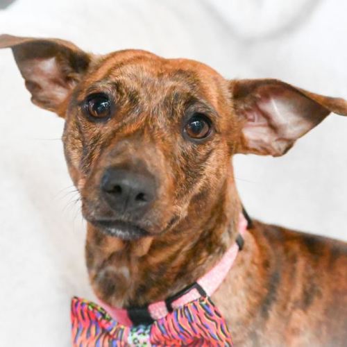 Rosie - Dachshund Dog