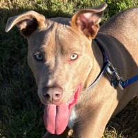 Photo of Bodhi 🐾🐾🐶🐶