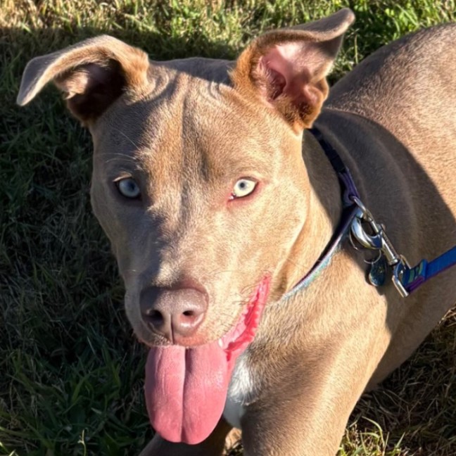 Photo of Bodhi 🐾🐾🐶🐶