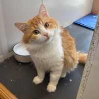 Photo of Merlin