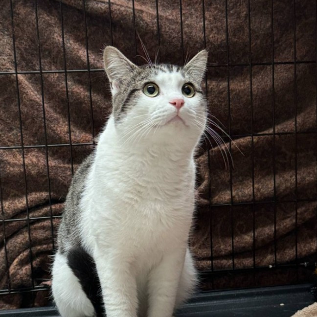 Photo of Prince**2nd Chance Cat Rescue**