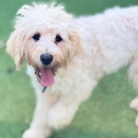 Photo of Harper