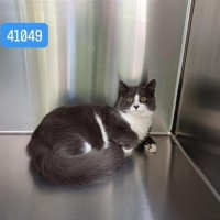 Photo of Jet