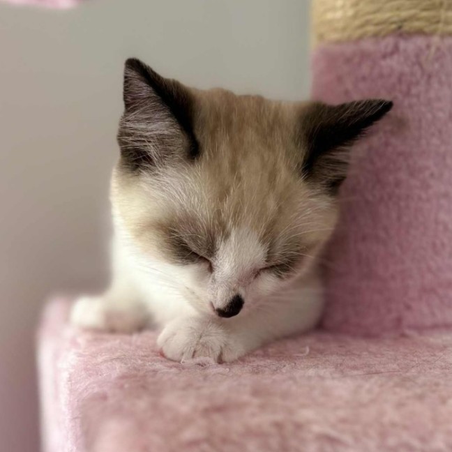 Photo of 🤎 Koby 🤎