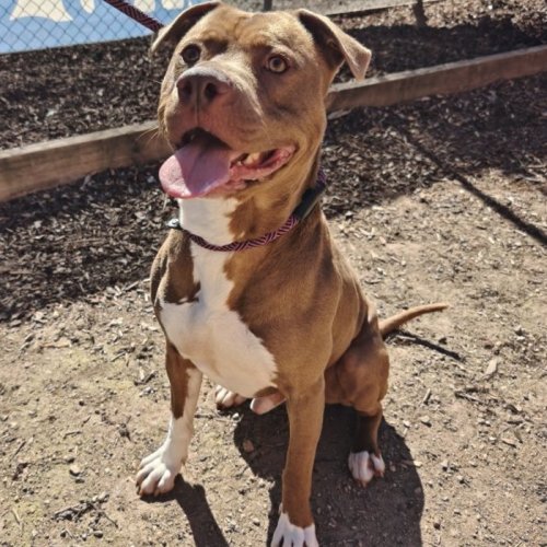 Drako - Staffordshire Bull Terrier Dog