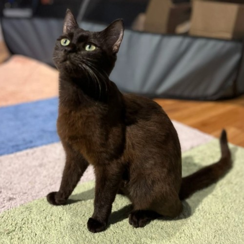 Cocoa - Domestic Short Hair (DSH) Cat