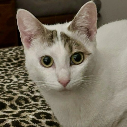 Naz - Domestic Short Hair (DSH) Cat