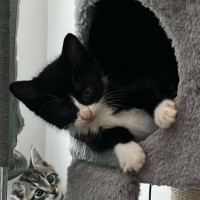 Photo of Ruby