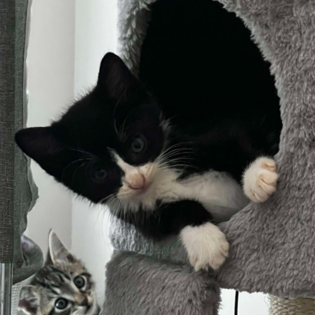 Photo of Ruby