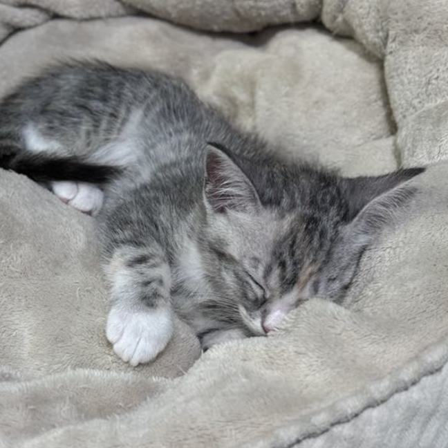 Photo of Mousey