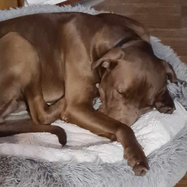 Photo of Milo