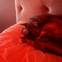 Photo of Mila   Located In Melbourne