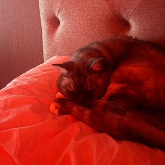 Photo of Mila   Located In Melbourne