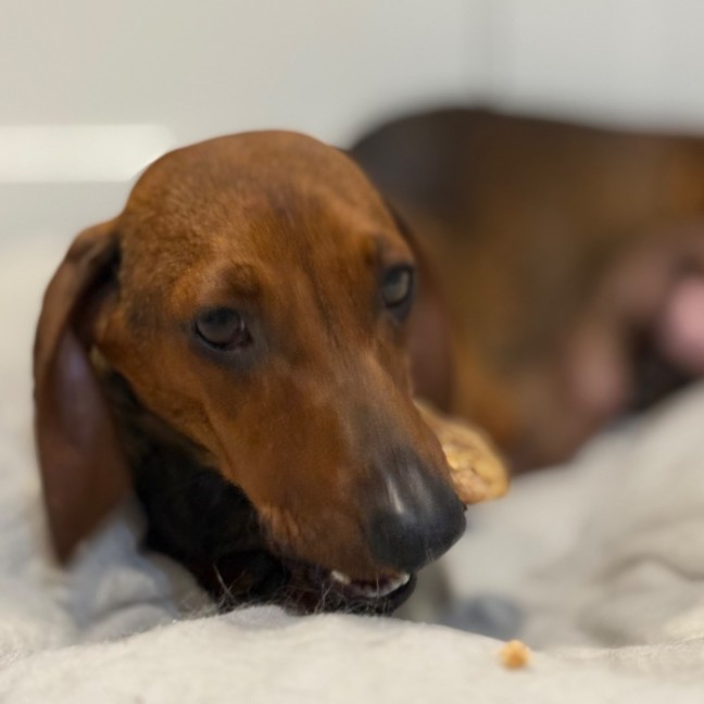 Photo of Marley