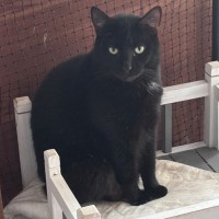 Photo of Oreo And Shadow