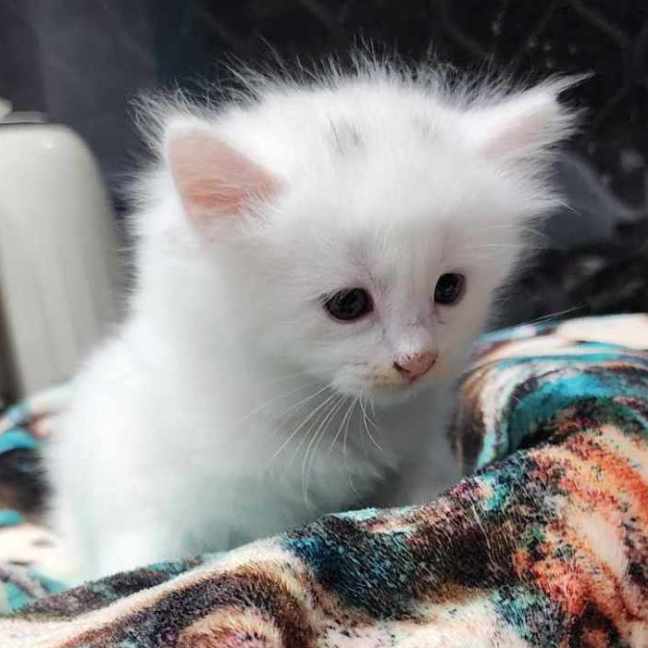 Photo of Aisha