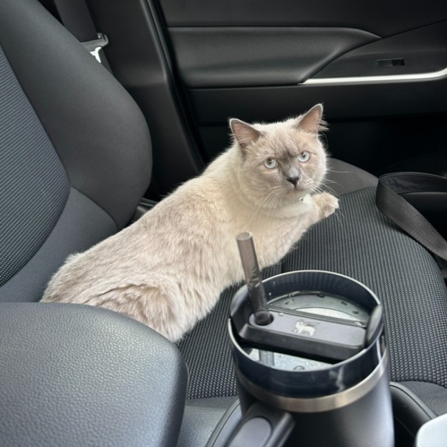 Photo of Louie