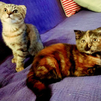 Photo of 🍹Julep & Gimlet🍹