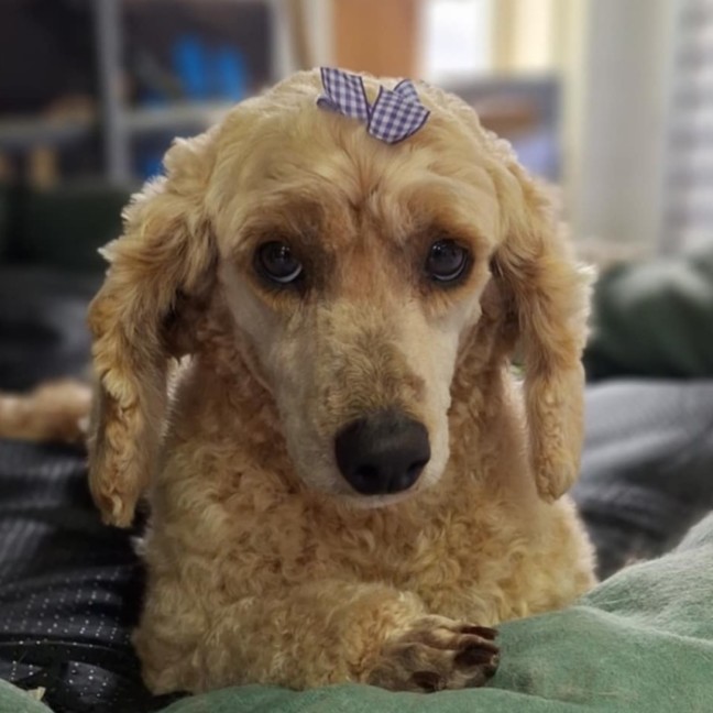 Photo of Dolly
