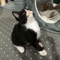Photo of Ruby
