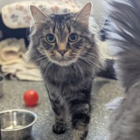 Photo of Tipsington And Tabbington