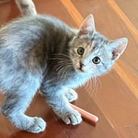 Photo of Enna **2nd Chance Cat Rescue**