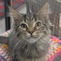 Photo of 🧶 Sebastian 6895 🧶