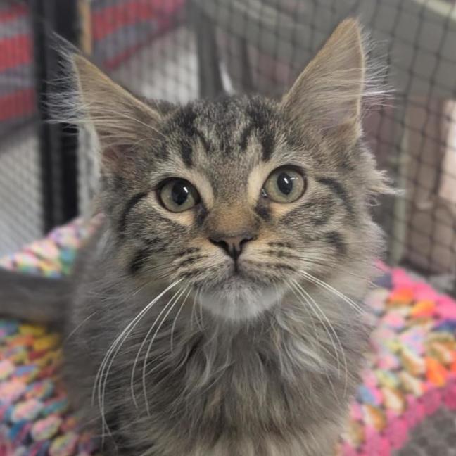 Photo of 🧶 Sebastian 6895 🧶