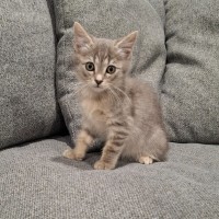 Photo of Zinc