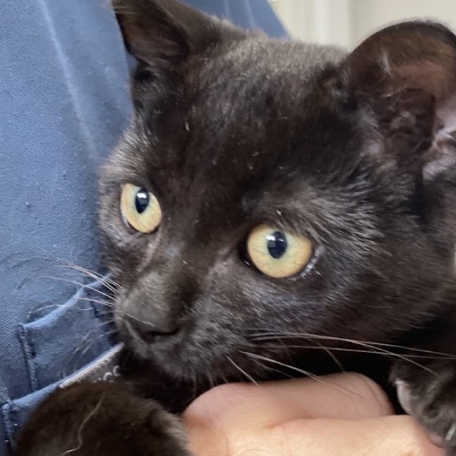 Photo of Jet