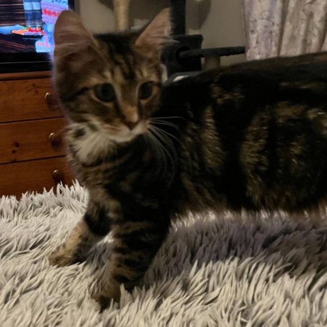 Photo of Fred *9 Lives Project Rescue*