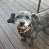 Photo of Mopsey & Topsey