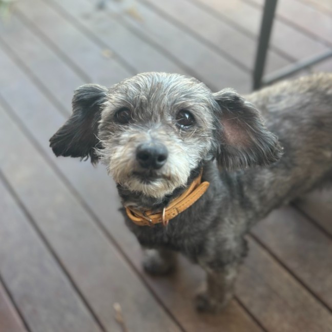 Photo of Mopsey & Topsey