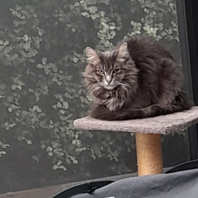 Photo of Luna & Sage