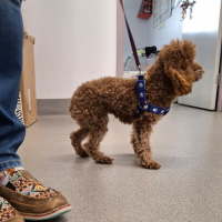 Photo of Tootsie