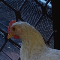 Photo of One Rooster