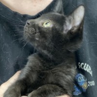 Photo of Liquorice