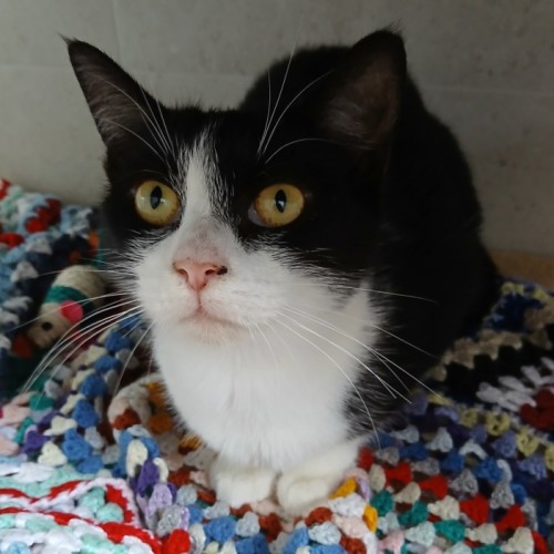 Coral - Domestic Short Hair (DSH) Cat